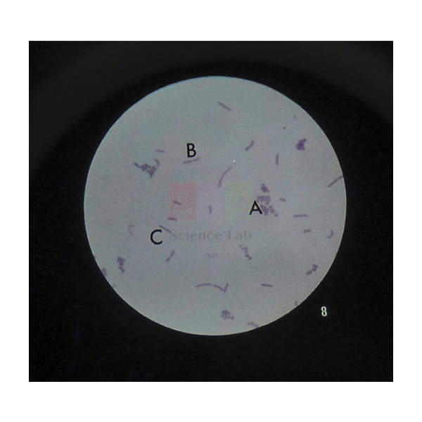 Microslide Cells Of Plants
